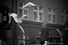 IMG_7086